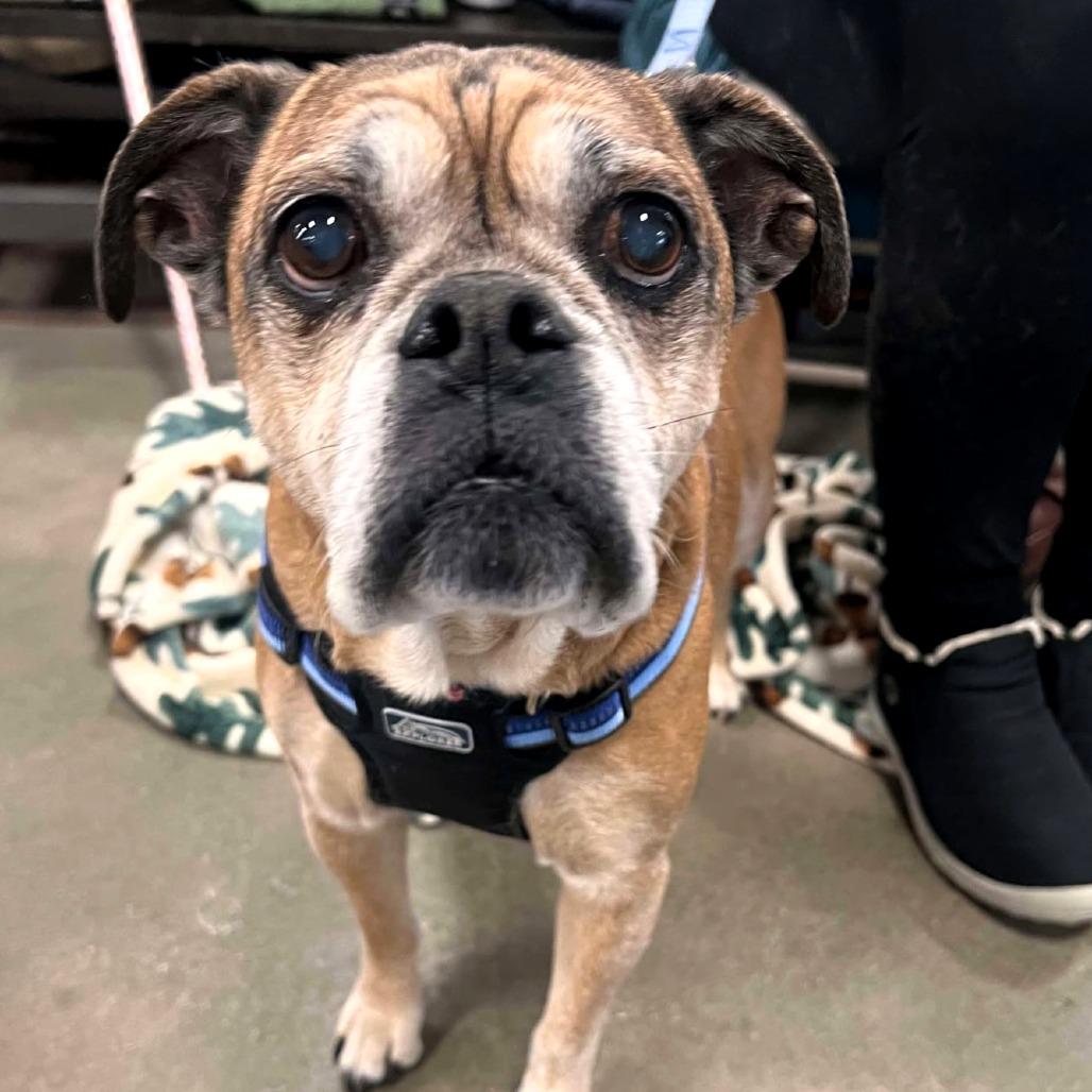 Reggie, a Adoptable mixed breed in North Canton, OH image 3/4