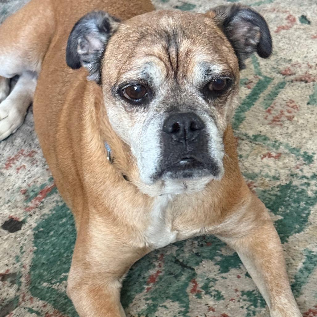 Reggie, a Adoptable mixed breed in North Canton, OH image 4/4