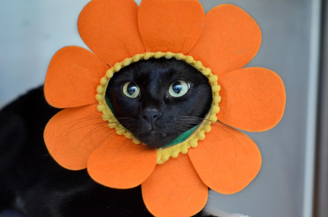 Kitty Mama Cat