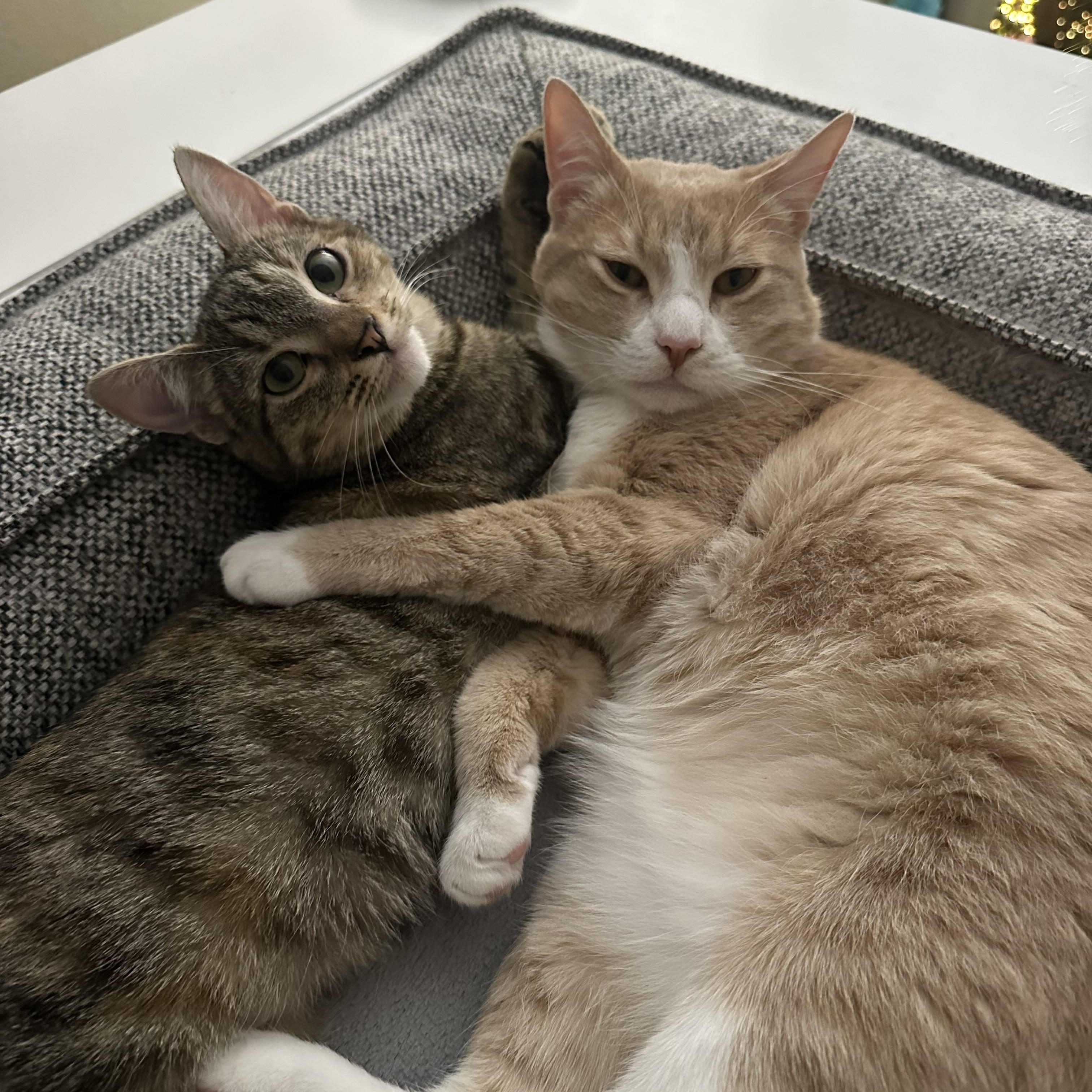 Tipper and Jaebee INDOOR ONLY , a Adoptable mixed breed in Stockton, CA image 1/5