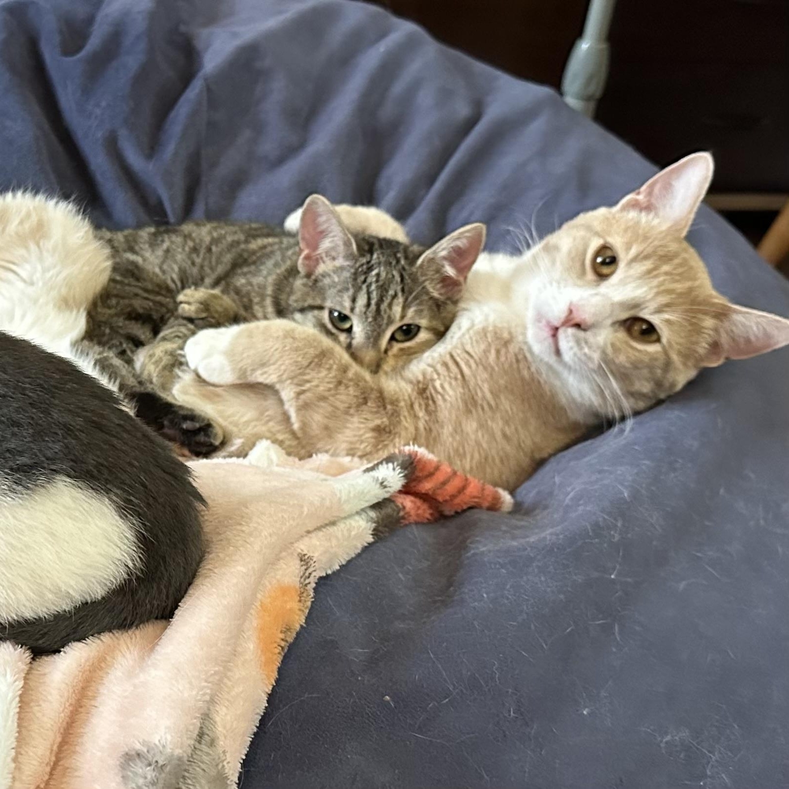 Tipper and Jaebee INDOOR ONLY — thumbnail 4