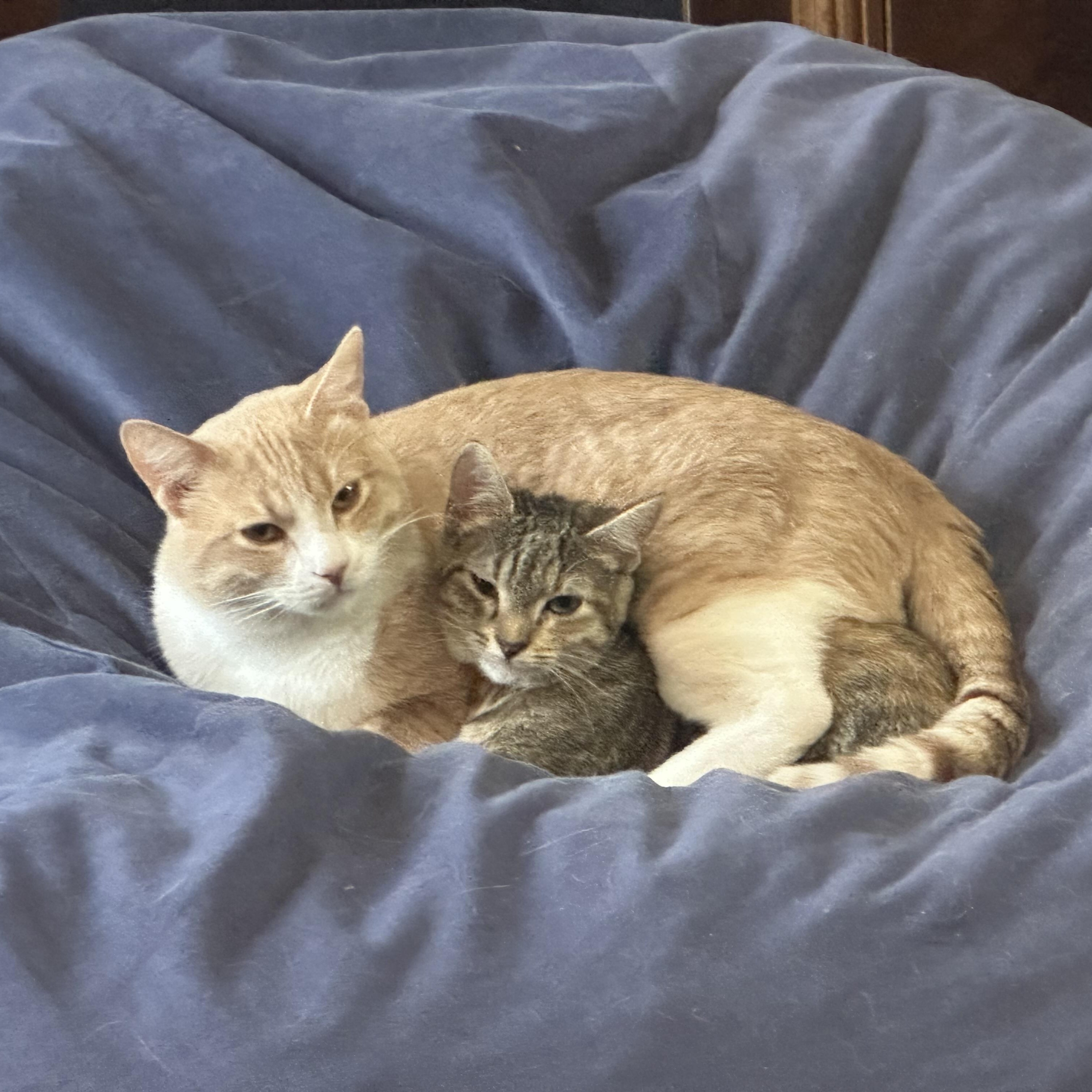 Tipper and Jaebee INDOOR ONLY , a Adoptable mixed breed in Stockton, CA image 4/5