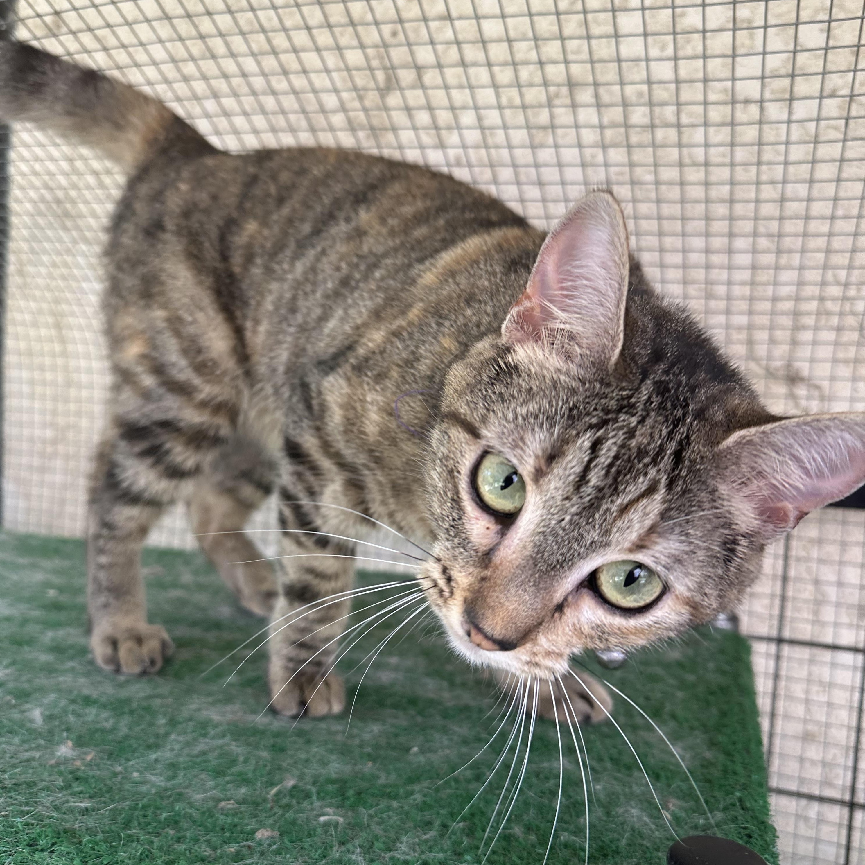 Enlarge Tipper and Jaebee INDOOR ONLY , a Adoptable mixed breed in Lodi, CA image 6/6