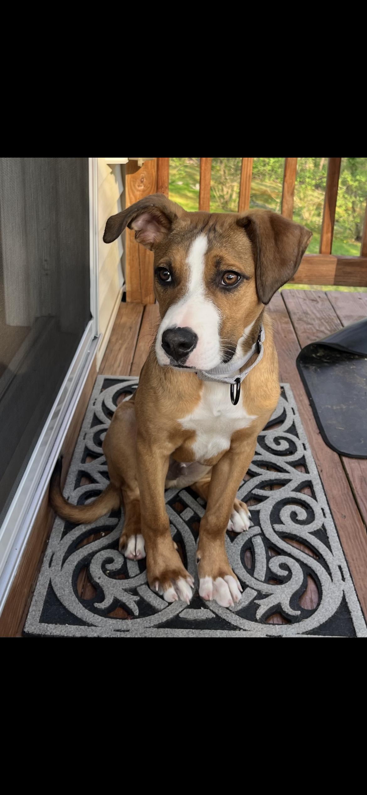 Badger, Adoptable, Young Male Shepherd.