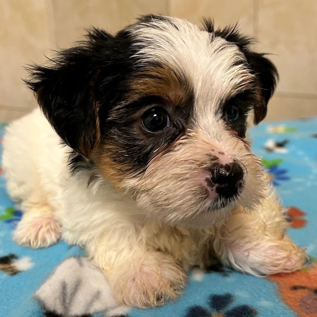 Enlarge Haze, a Adoptable Yorkshire Terrier in Bartonsville, PA image 4/5