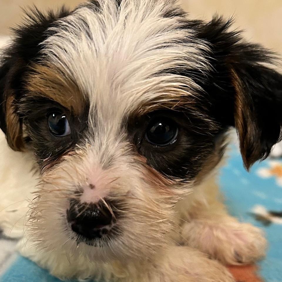 Enlarge Haze, a Adoptable Yorkshire Terrier in Bartonsville, PA image 5/5