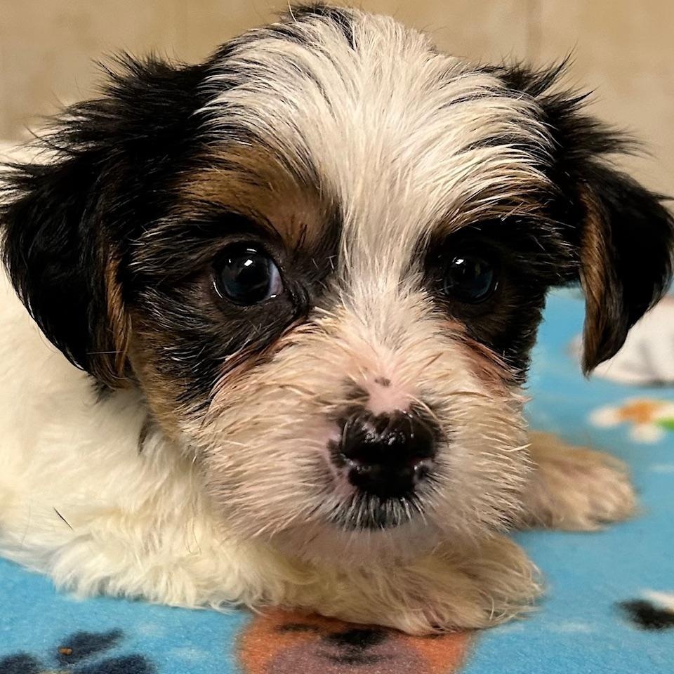 Enlarge Haze, a Adoptable Yorkshire Terrier in Bartonsville, PA image 1/5