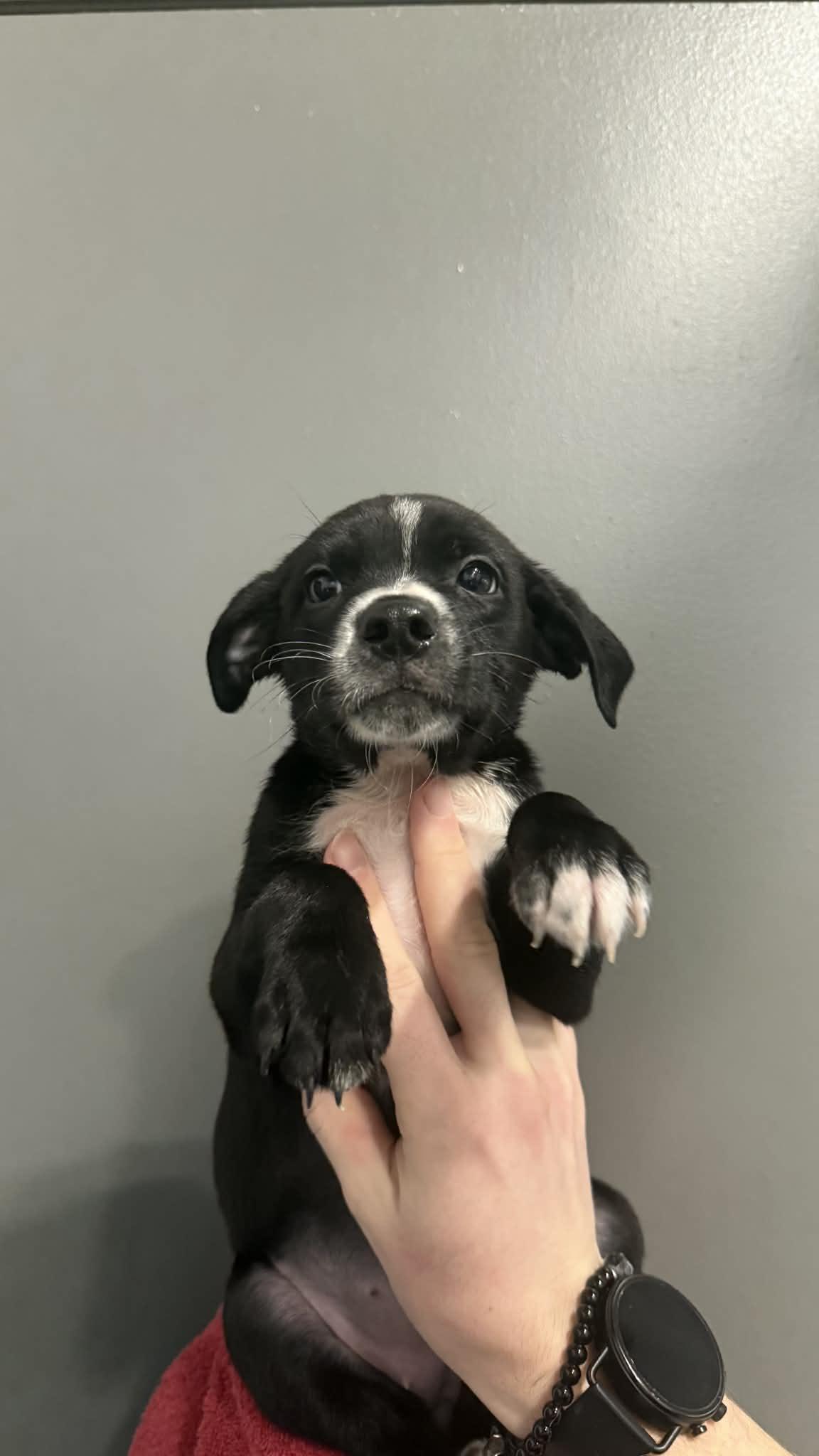 Enlarge Lexus, an adoptable mixed breed in Kalamazoo, MI image 1/1