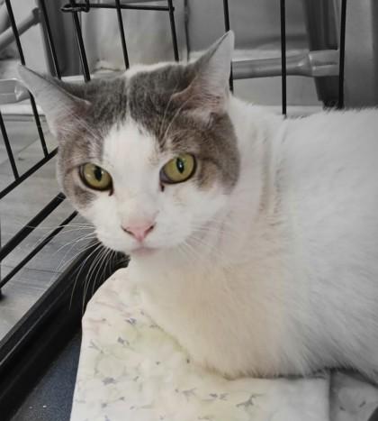 Phebe, Adoptable, Adult Female Domestic Short Hair & Domestic Short Hair.
