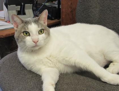 Enlarge Phebe, a Adoptable Domestic Short Hair in West Memphis, AR image 2/2