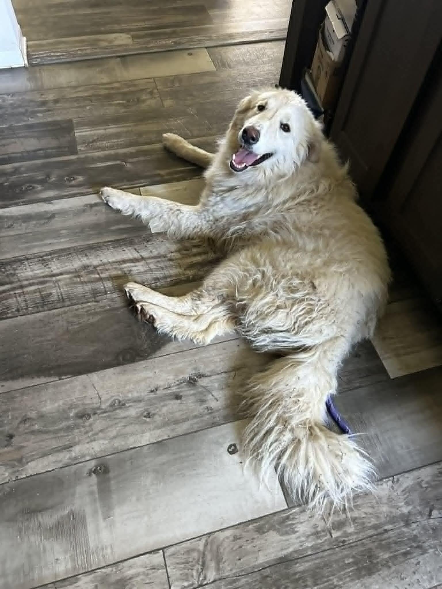 Enlarge Louis, a Adoptable Great Pyrenees in Georgetown, OH image 1/1