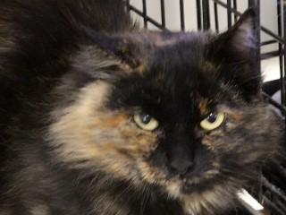 Autumn, Adoptable, Adult Female Tortoiseshell & Domestic Long Hair.