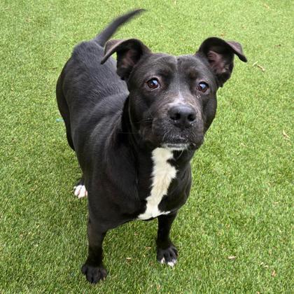 Enlarge Noel, a Adoptable mixed breed in Gastonia, NC image 1/3