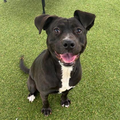 Enlarge Noel, a Adoptable mixed breed in Gastonia, NC image 2/3