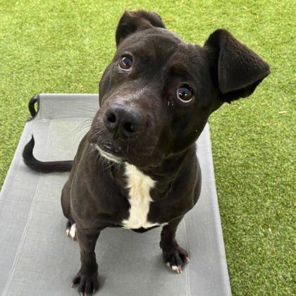 Enlarge Noel, a Adoptable mixed breed in Gastonia, NC image 3/3