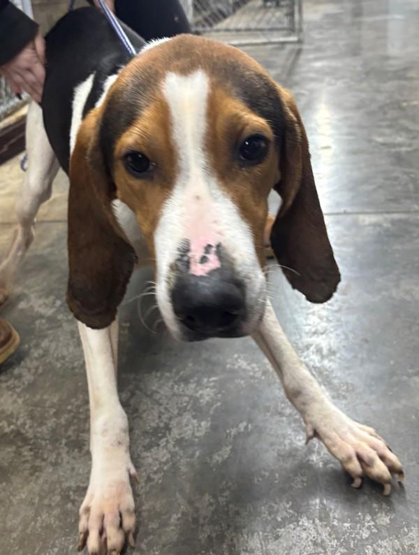 Milo, Adoptable, Adult Male Coonhound.