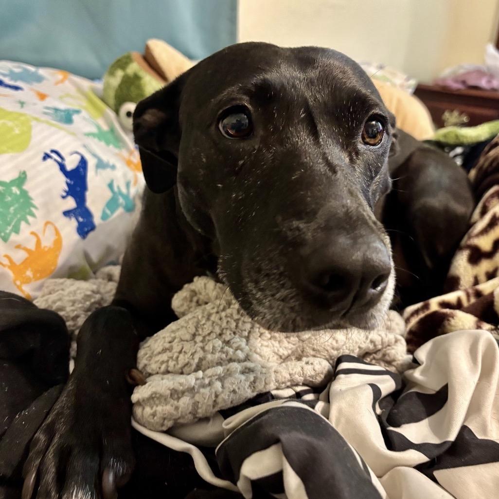 Enlarge Dorothy, a Adoptable mixed breed in QUINCY, FL image 1/3