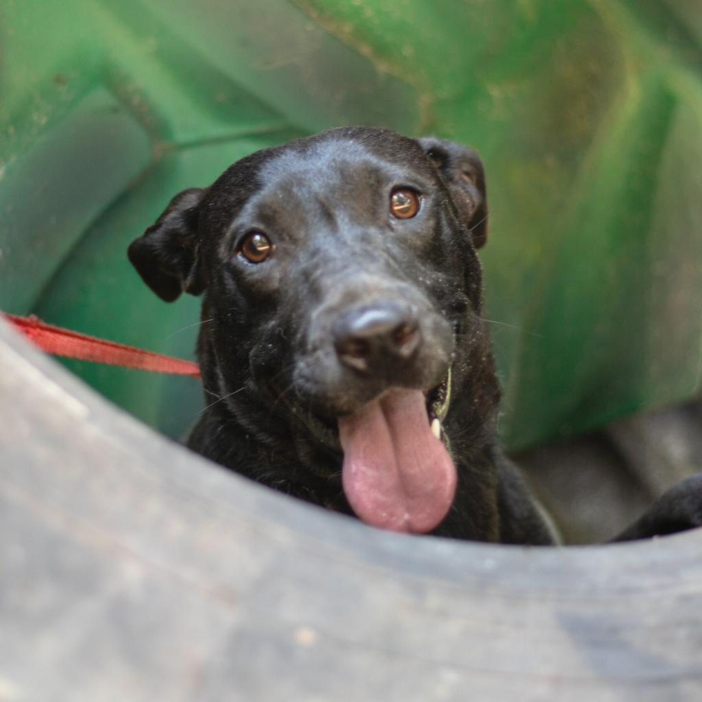 Enlarge Dorothy, a Adoptable mixed breed in QUINCY, FL image 2/4