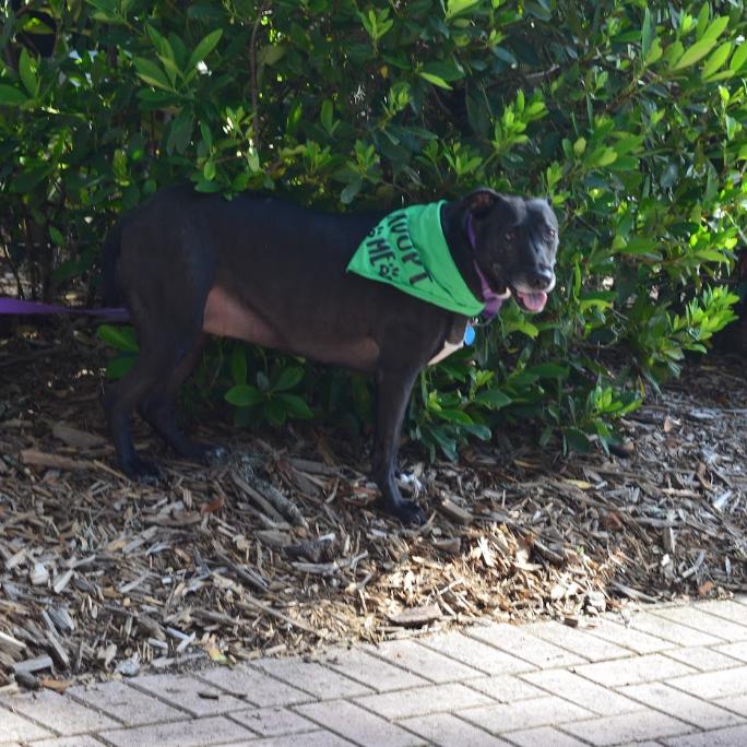 Enlarge Dorothy, a Adoptable mixed breed in QUINCY, FL image 3/5