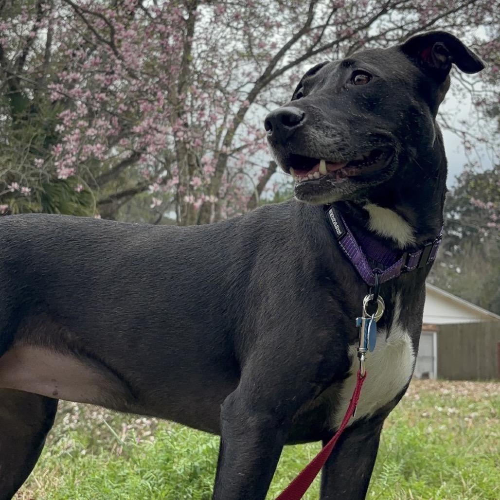 Enlarge Dorothy, a Adoptable mixed breed in QUINCY, FL image 2/3