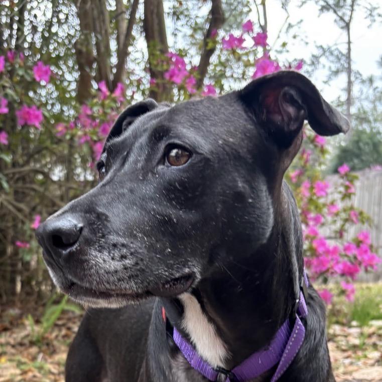 Enlarge Dorothy, a Adoptable mixed breed in QUINCY, FL image 3/3