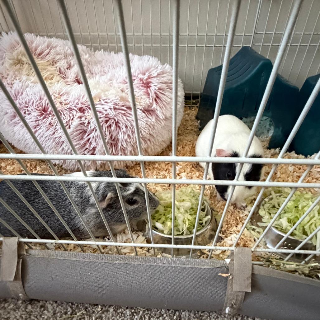 Enlarge Patch - Home to Home, a Adoptable Guinea Pig in South Elgin, IL image 1/2