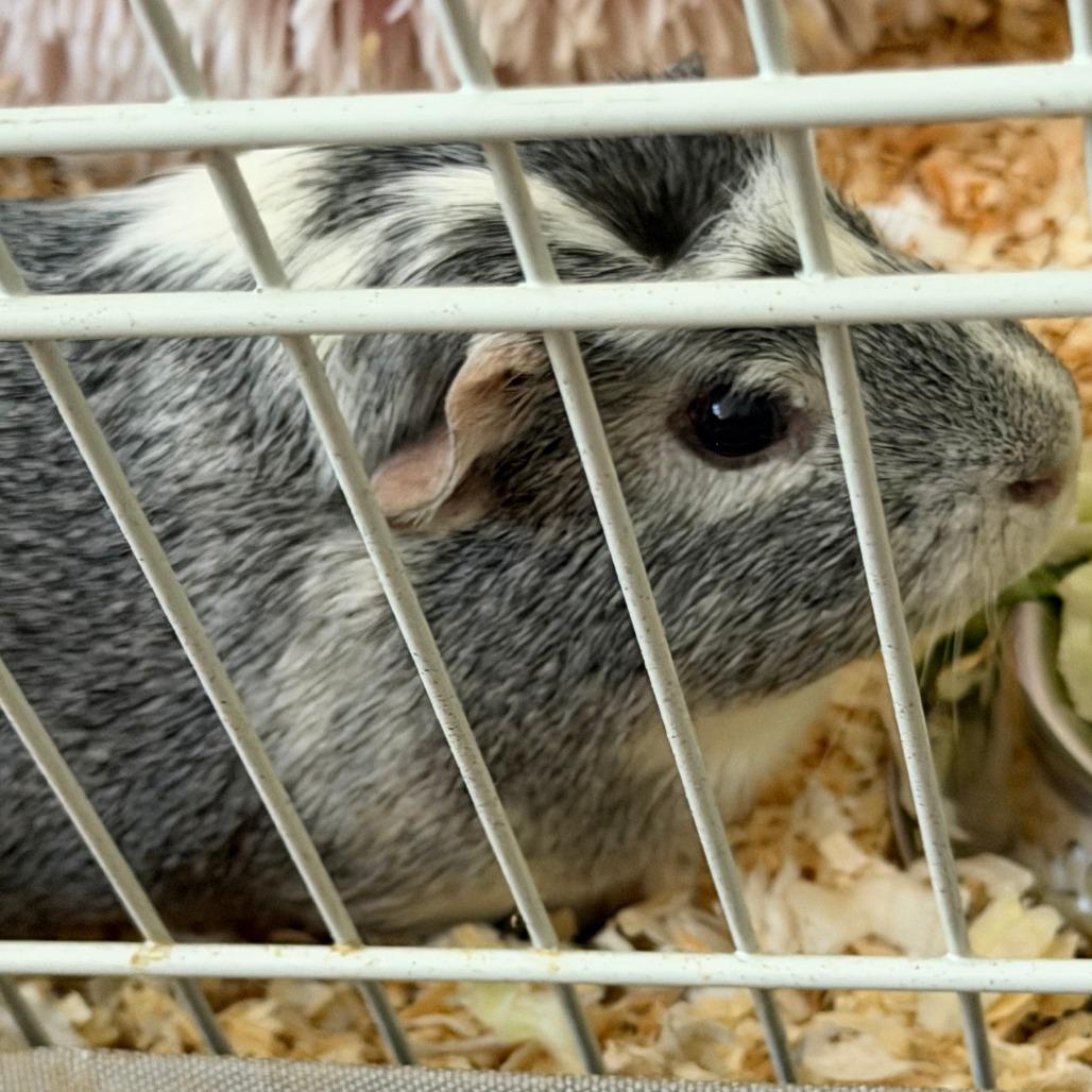 Enlarge Patch - Home to Home, a Adoptable Guinea Pig in South Elgin, IL image 2/2