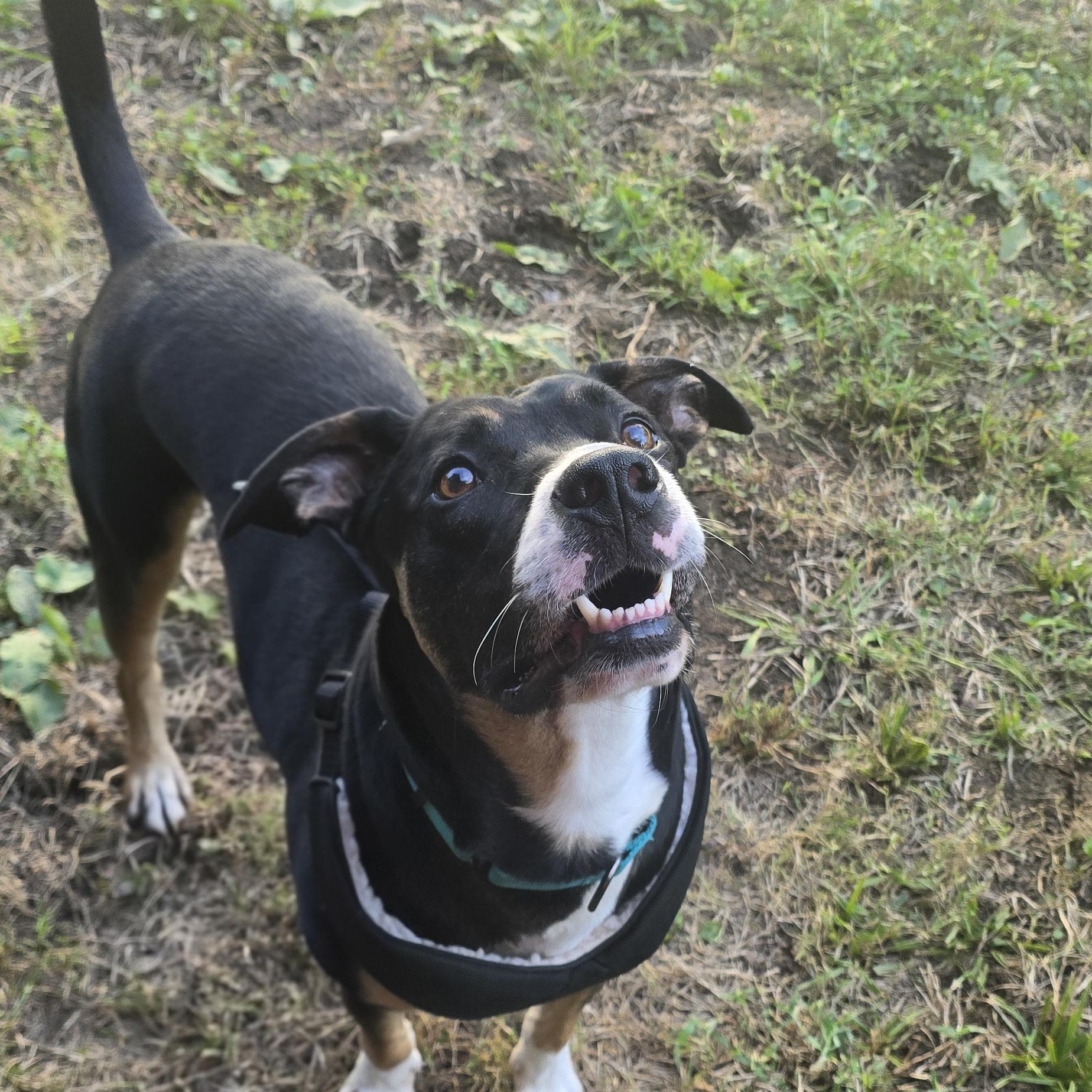 Stitch, Adoptable, Adult Male Mixed Breed.
