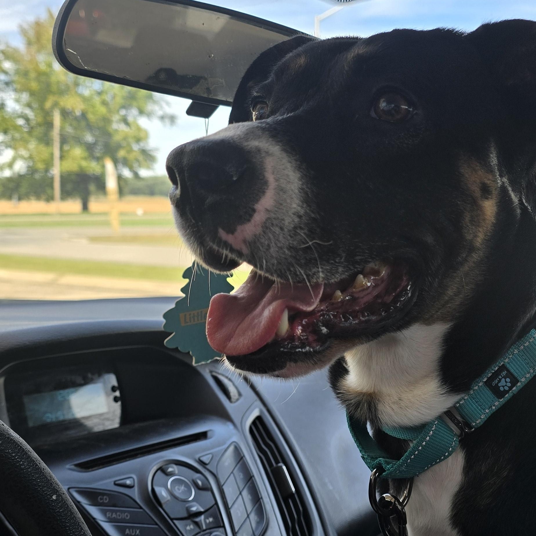 Enlarge Stitch, a Adoptable Mixed Breed in Greenville, KY image 3/4