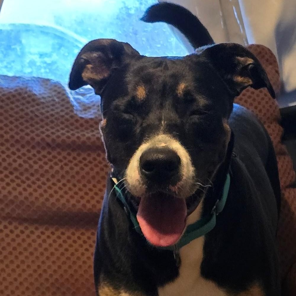 Enlarge Stitch, a Adoptable Mixed Breed in Greenville, KY image 4/4