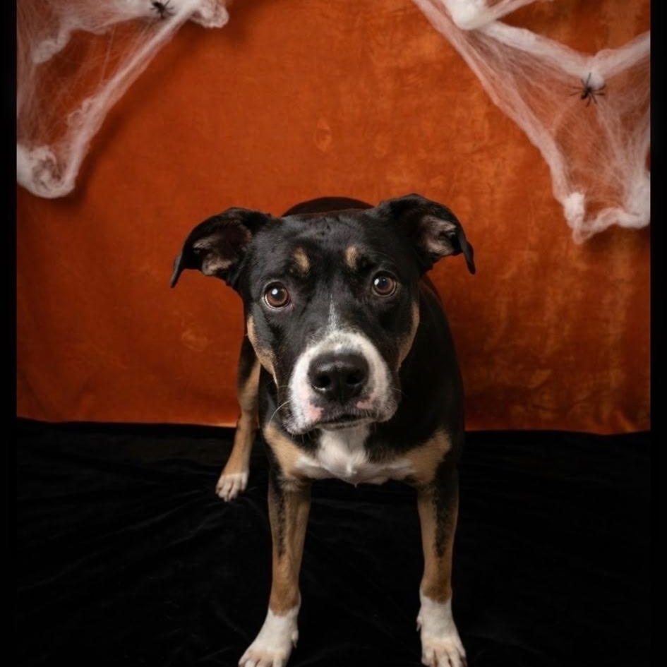 Enlarge Stitch, a Adoptable Mixed Breed in Greenville, KY image 2/4