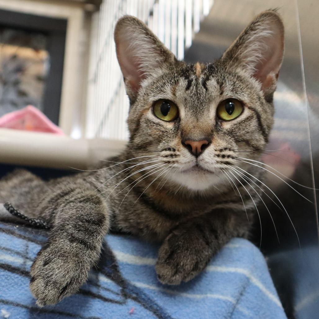 Enlarge Fruit Loops, a Adoptable Domestic Short Hair in Riverside, CA image 1/6