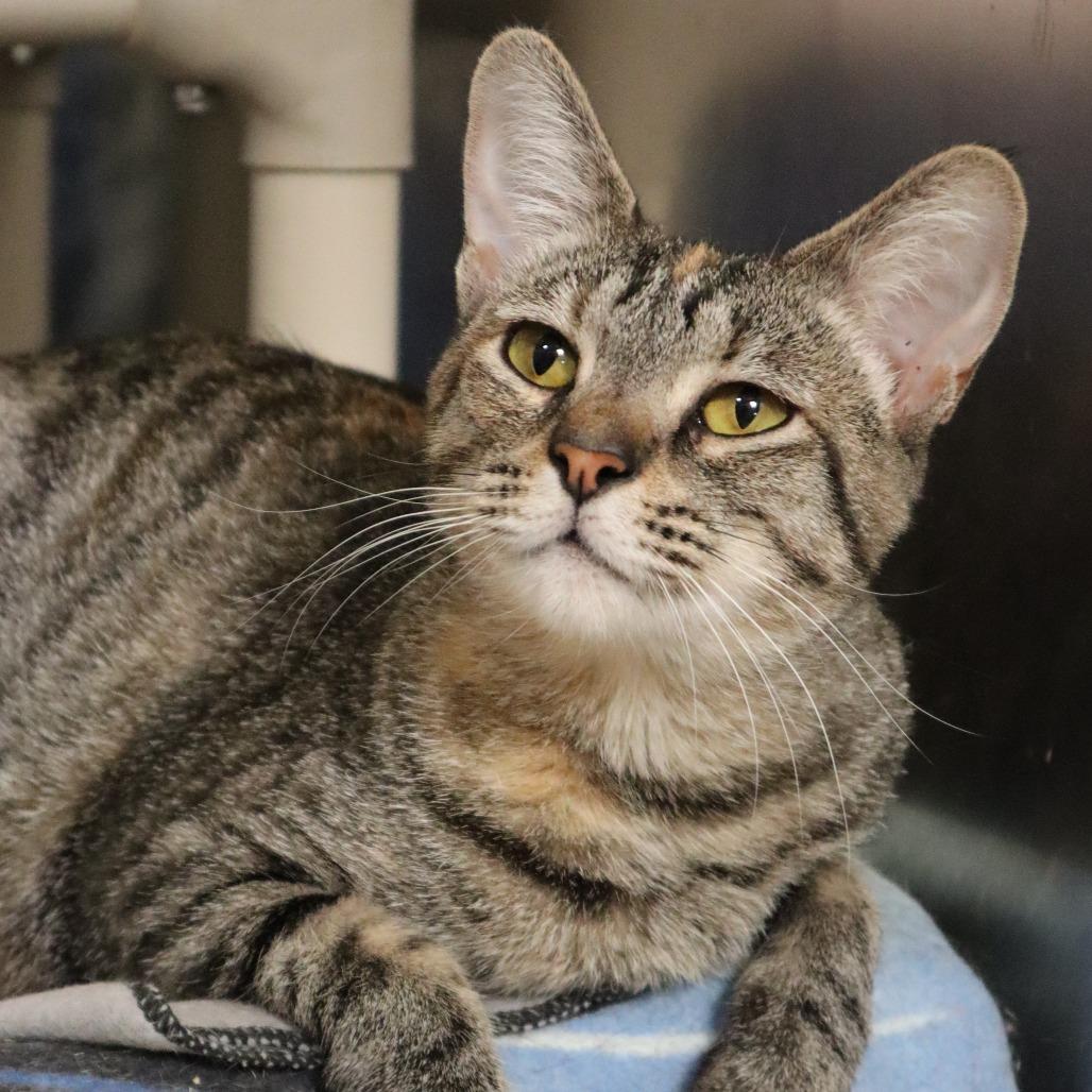 Enlarge Fruit Loops, a Adoptable Domestic Short Hair in Riverside, CA image 2/6