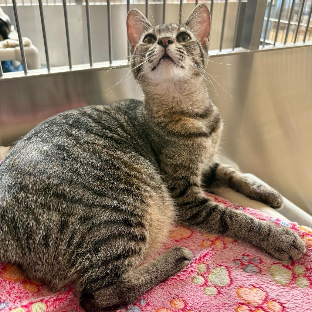 Enlarge Fruit Loops, a Adoptable Domestic Short Hair in Riverside, CA image 1/6