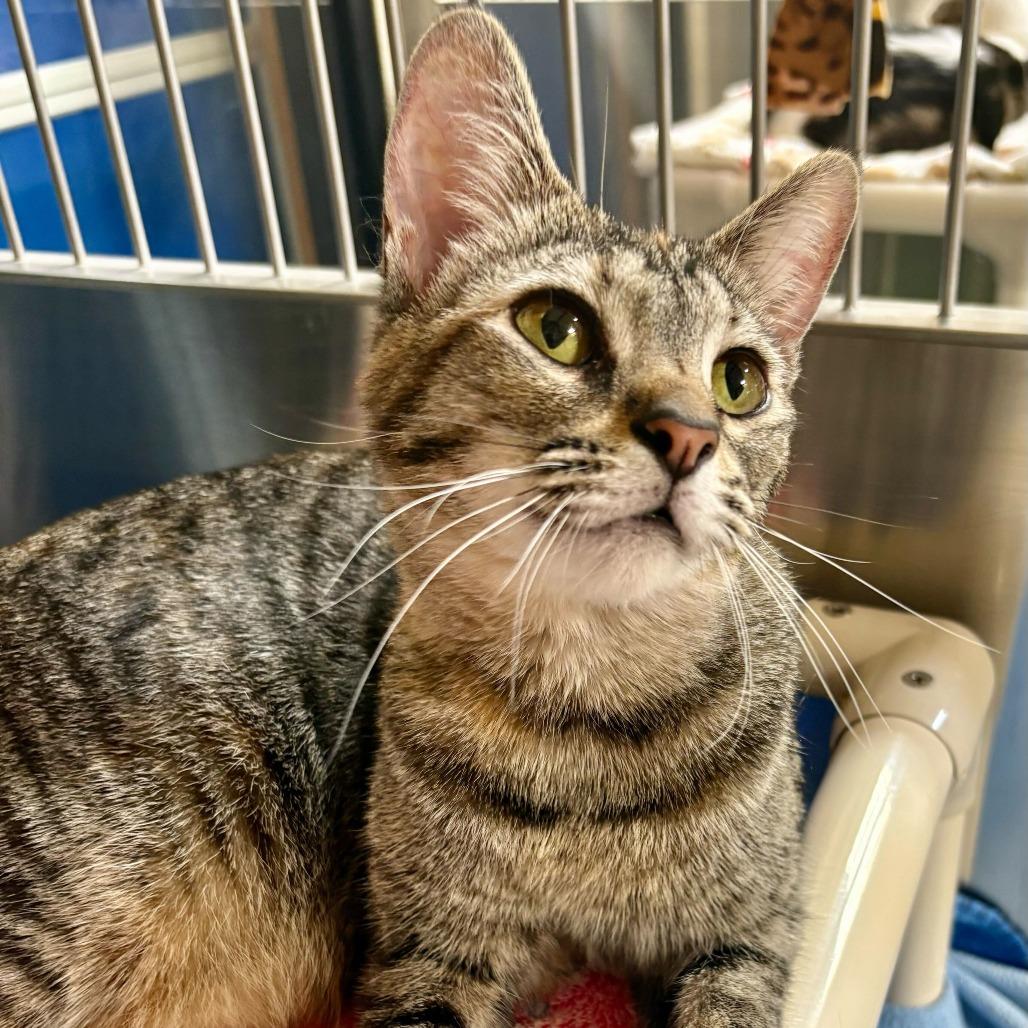Enlarge Fruit Loops, a Adoptable Domestic Short Hair in Riverside, CA image 2/6