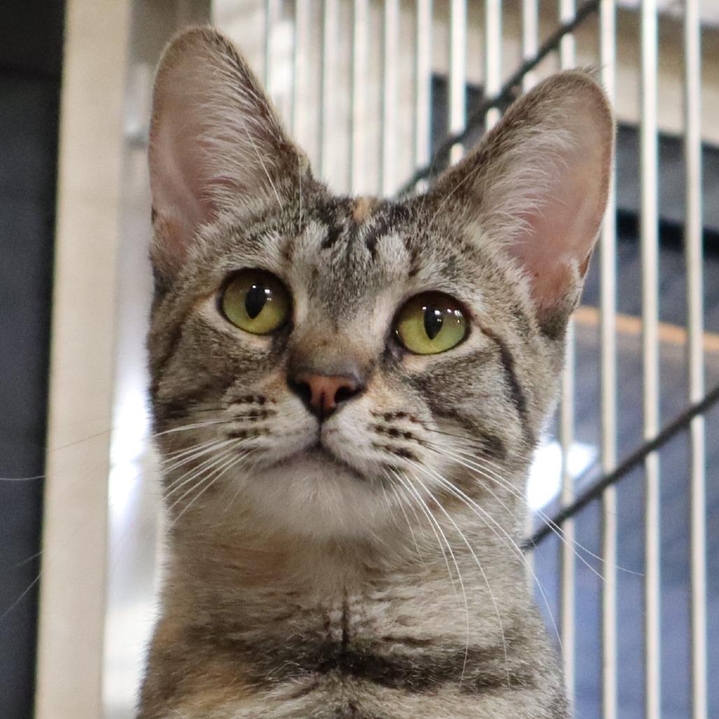 Enlarge Fruit Loops, a Adoptable Domestic Short Hair in Riverside, CA image 3/6