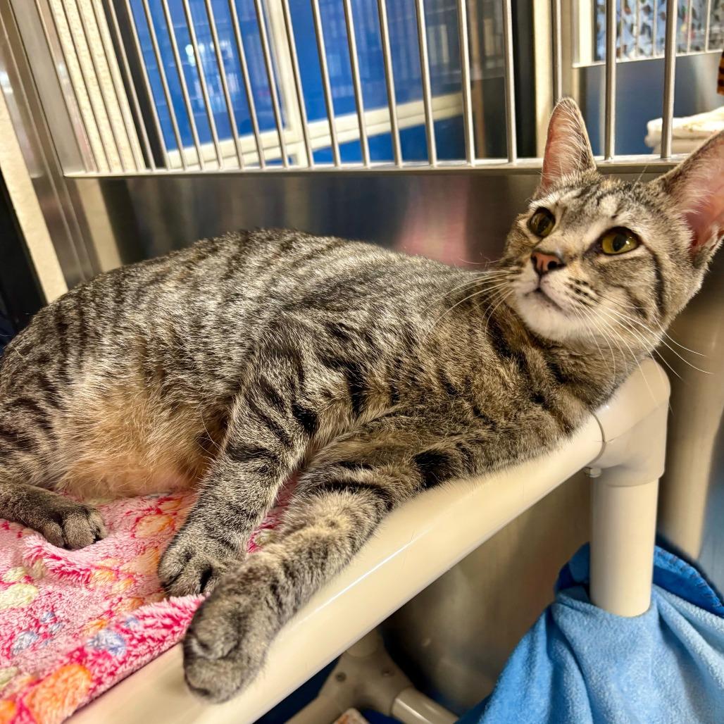 Enlarge Fruit Loops, a Adoptable Domestic Short Hair in Riverside, CA image 3/6