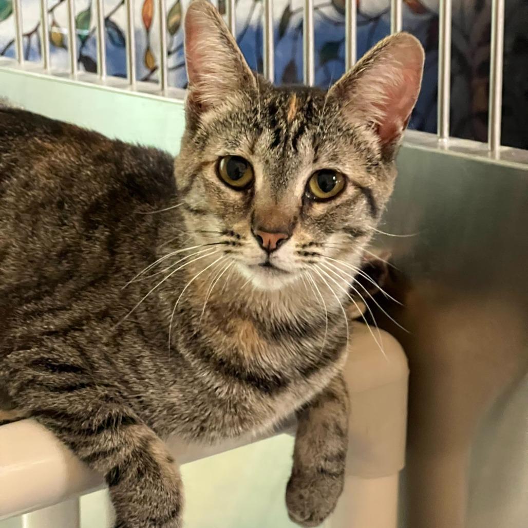 Enlarge Fruit Loops, a Adoptable Domestic Short Hair in Riverside, CA image 4/6
