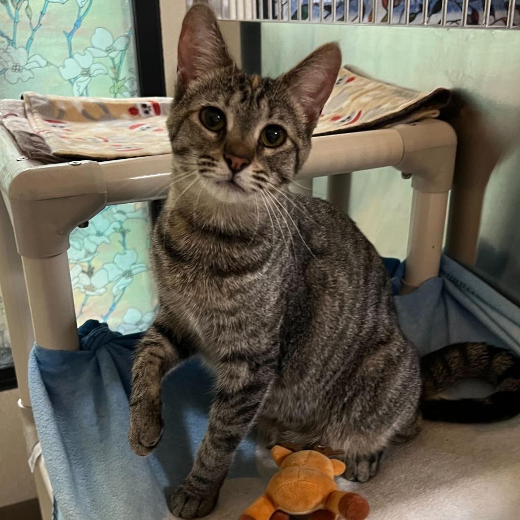 Enlarge Fruit Loops, a Adoptable Domestic Short Hair in Riverside, CA image 5/6