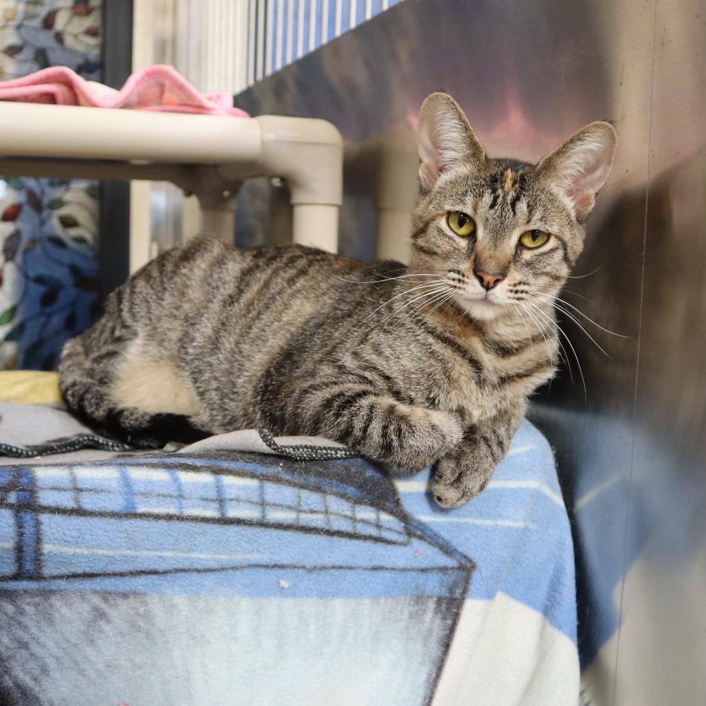 Enlarge Fruit Loops, a Adoptable Domestic Short Hair in Riverside, CA image 4/6