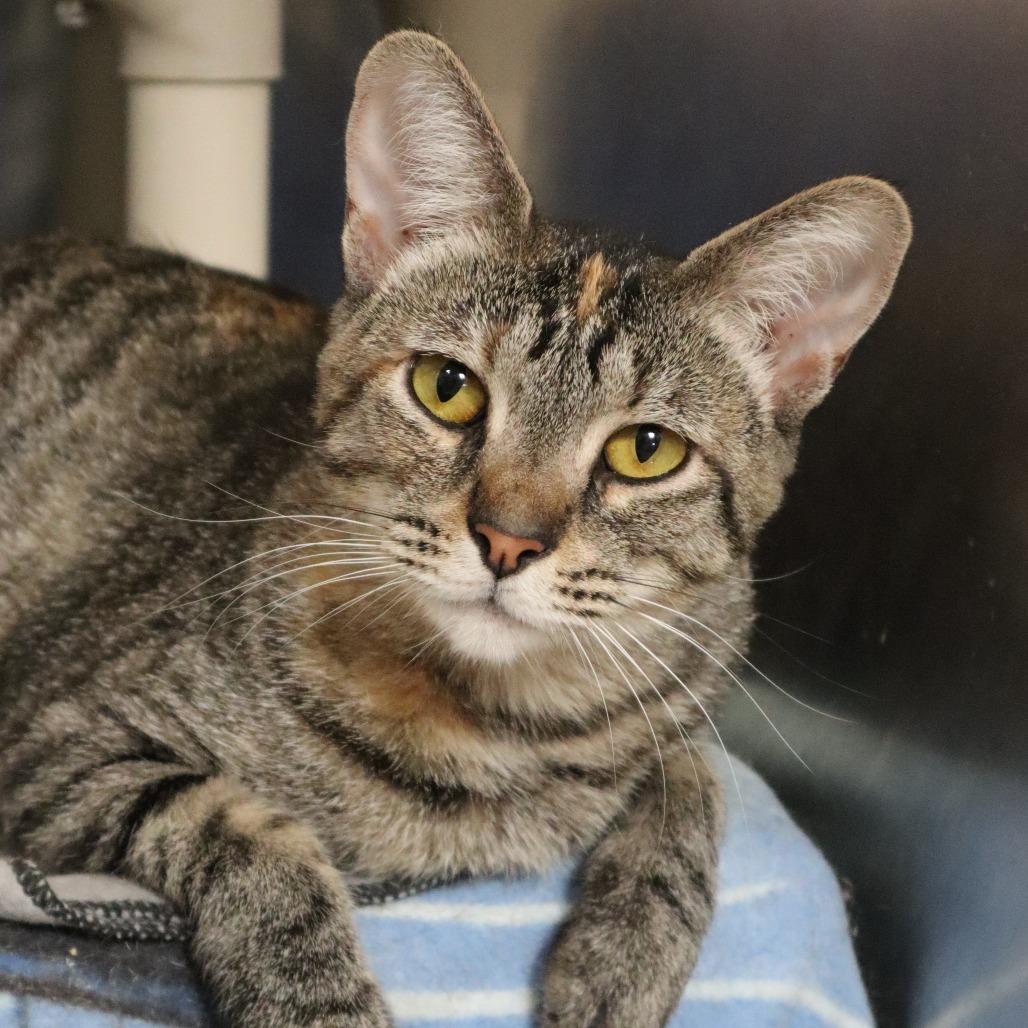 Enlarge Fruit Loops, a Adoptable Domestic Short Hair in Riverside, CA image 5/6