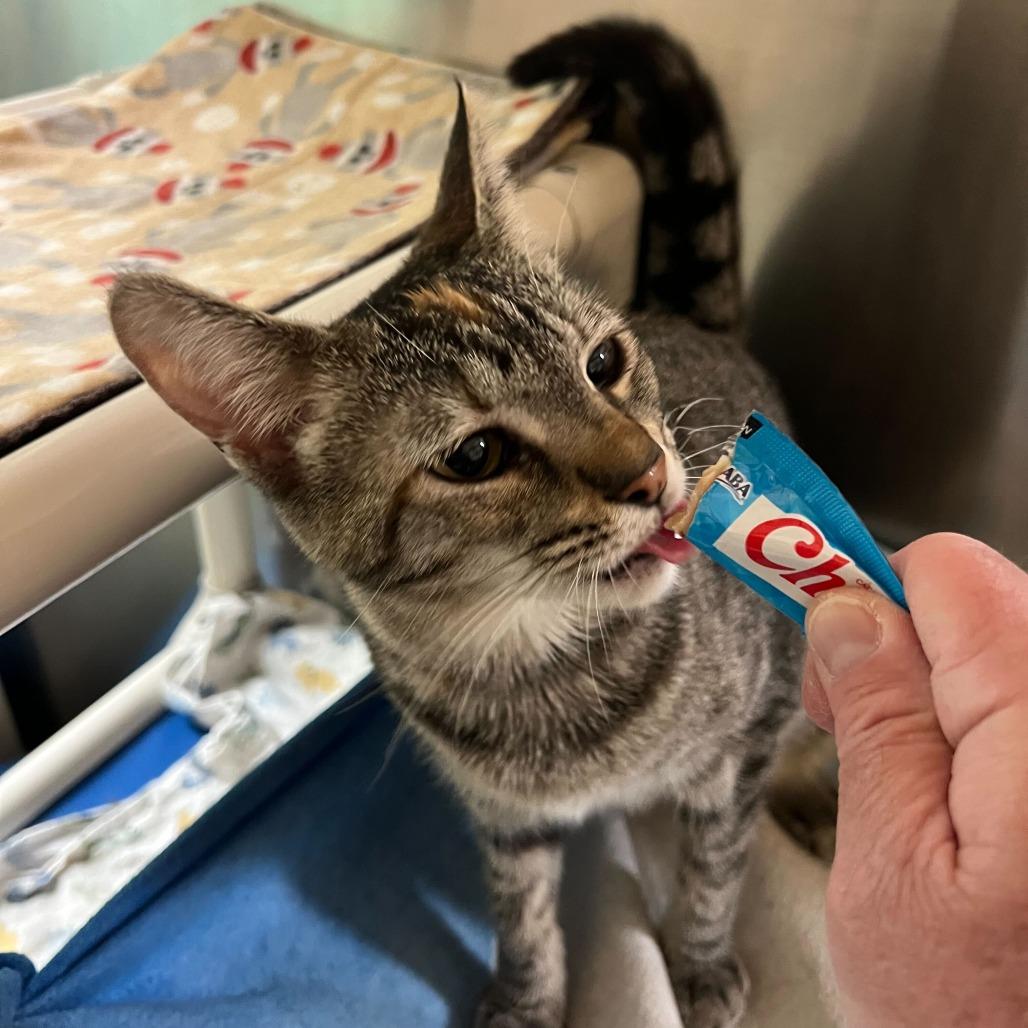 Enlarge Fruit Loops, a Adoptable Domestic Short Hair in Riverside, CA image 6/6