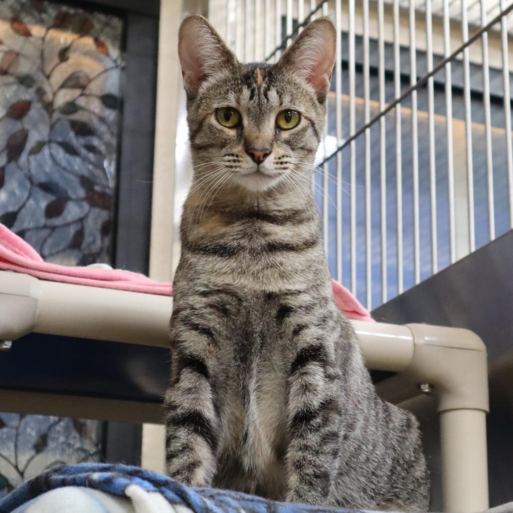 Enlarge Fruit Loops, a Adoptable Domestic Short Hair in Riverside, CA image 6/6