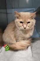 Jersey, adopted, Young Female Domestic Medium Hair.