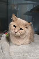 Enlarge Jersey, an adopted Domestic Medium Hair in Red Wing, MN image 2/2
