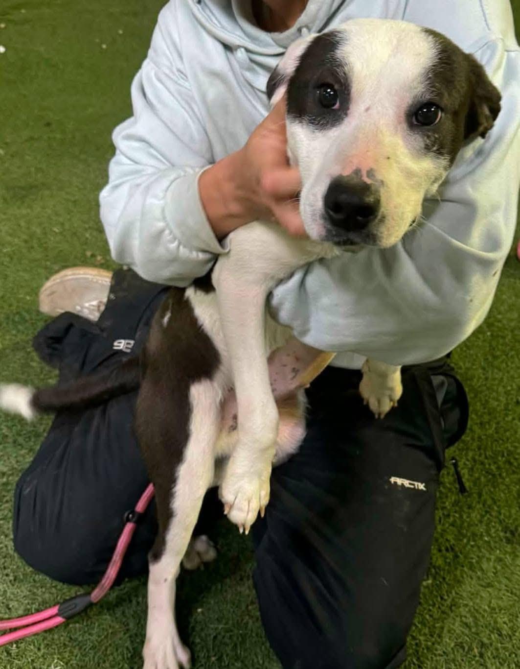 Enlarge Andi, a Adoptable mixed breed in Southington, CT image 4/5