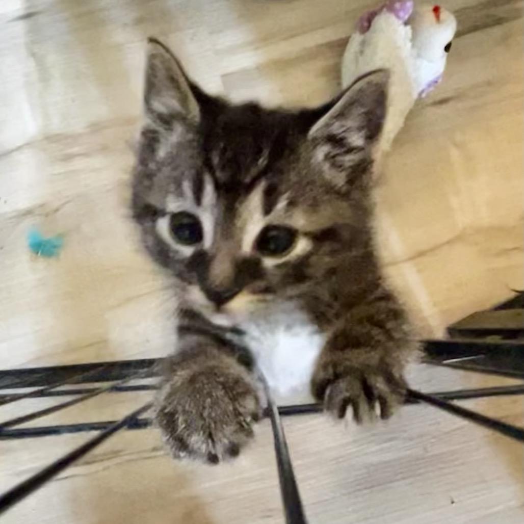 Arlo, Adoptable, Kitten Male Domestic Medium Hair.