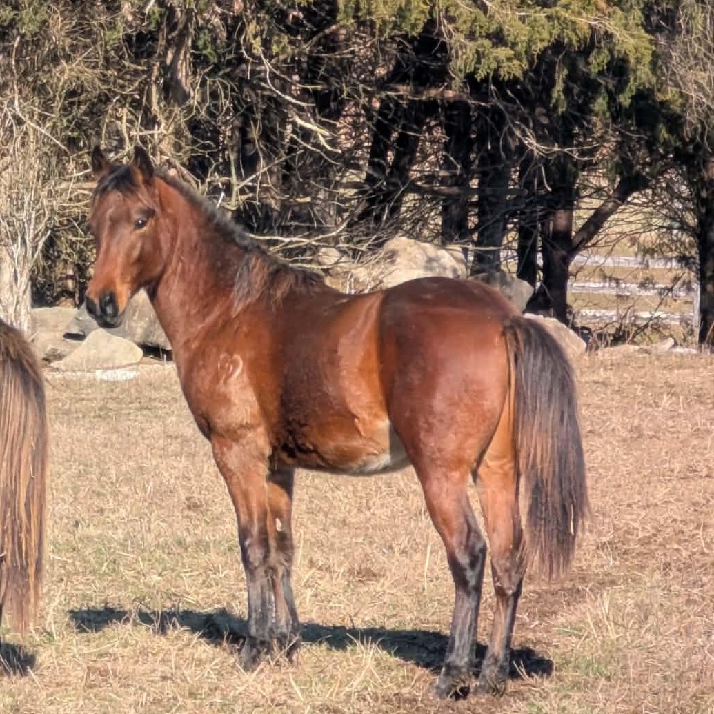 Wembley-, Adoptable, Young Male Quarterhorse & Appaloosa.