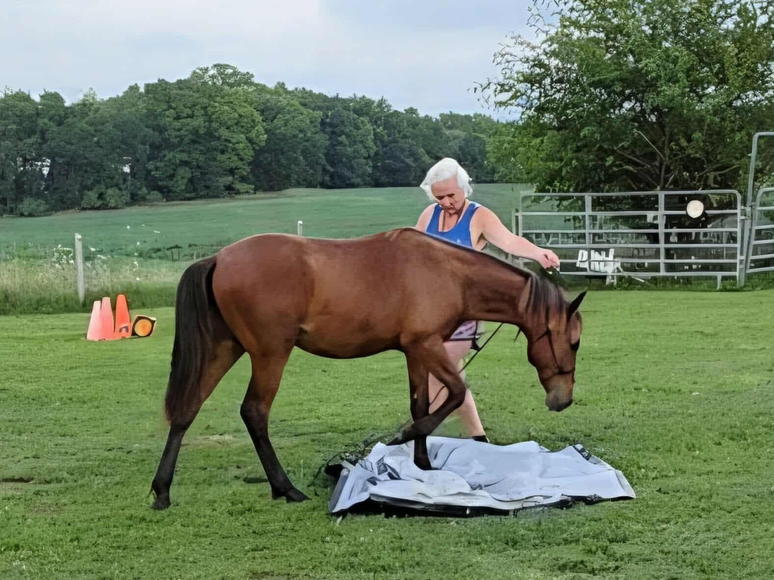 Wembley-, Adoptable, Young Male Quarterhorse & Appaloosa.