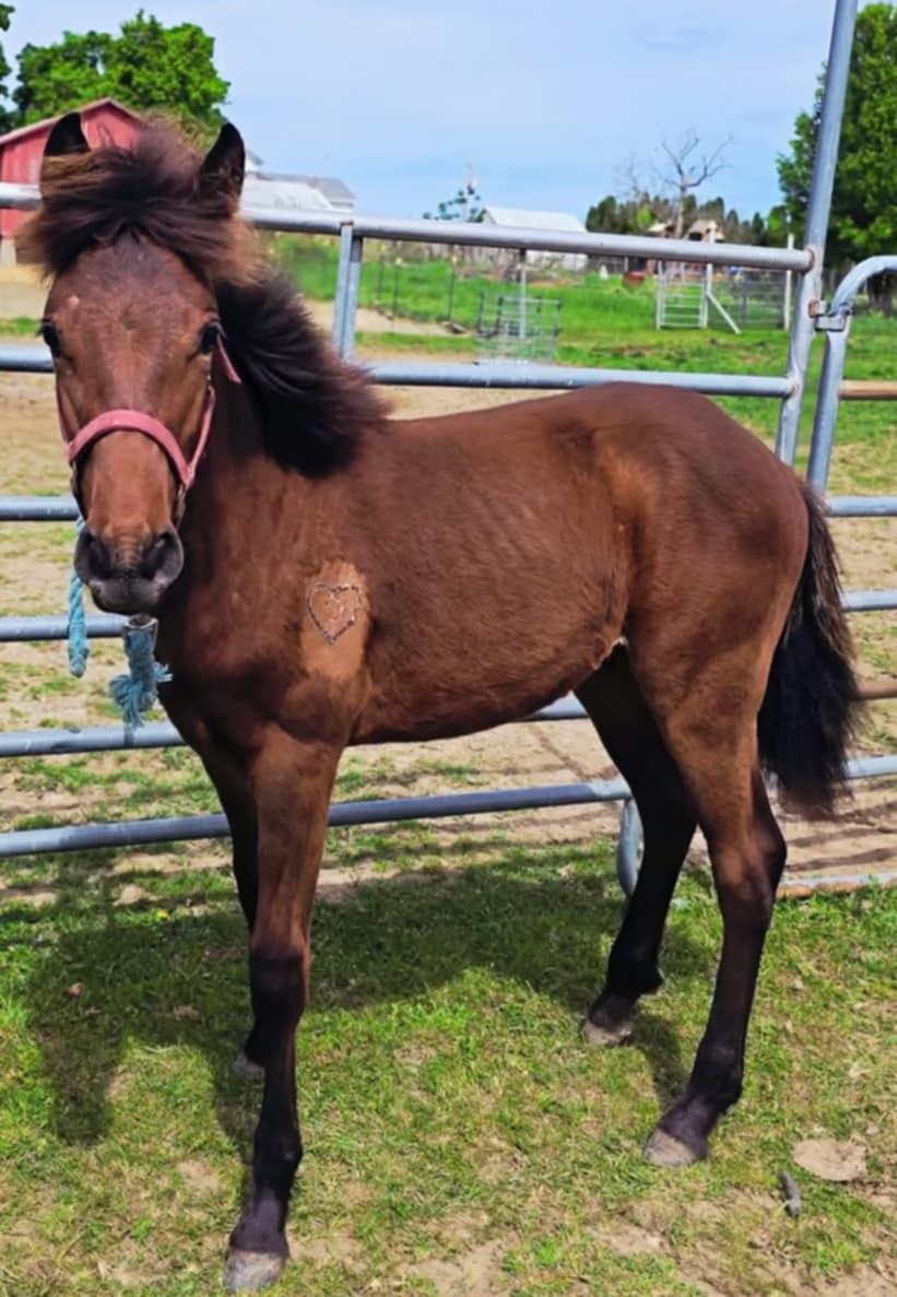 Enlarge Wembley-, a Adoptable mixed breed in Huntington, WV image 6/6
